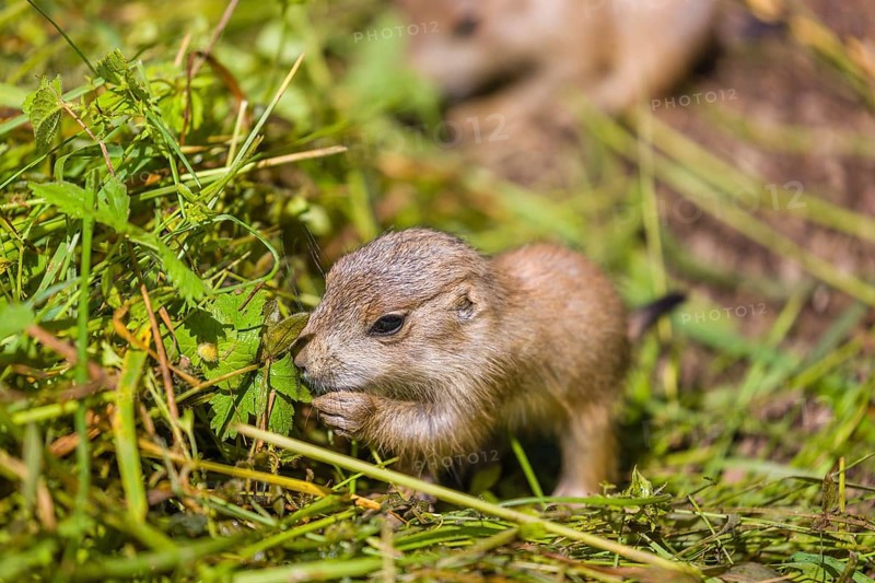 A black-tailed prairie dog cub (2 weeks old) (Cynomys ludovicianus) sits on fresh green grass, eating it