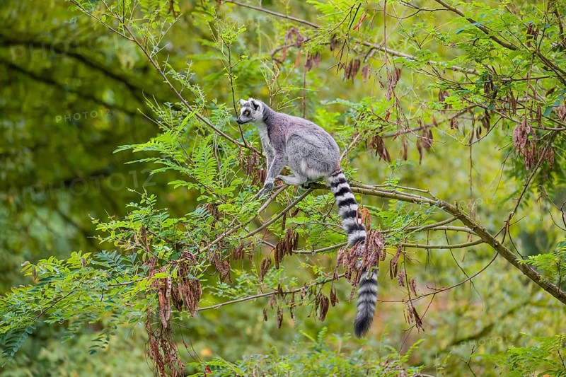 A ring-tailed lemur (Lemur catta) stands high up on a branch of tree with fresh green leafs