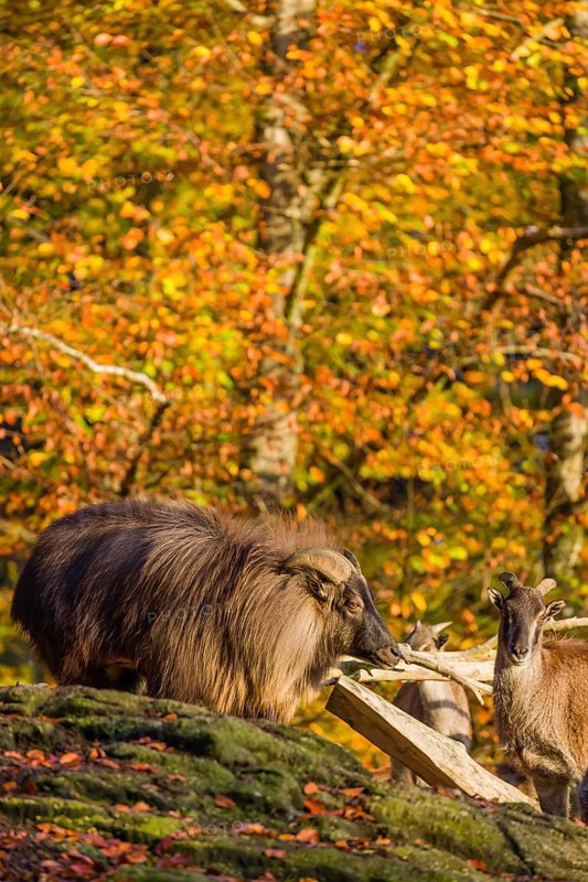 A male and a female Himalayan tahr (Hemitragus jemlahicus) stand on a rock. A dense autumnal forest is in the background
