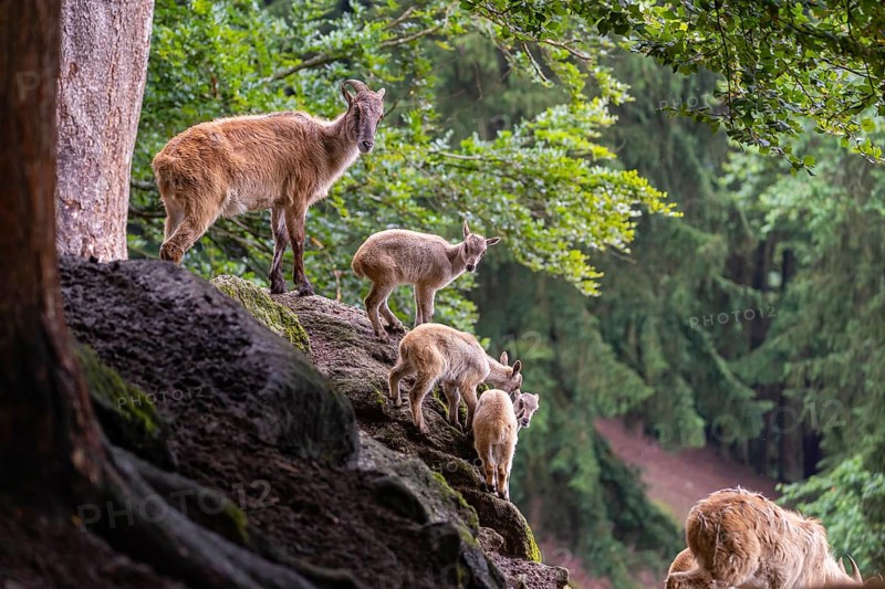 A female Himalayan tahr (Hemitragus jemlahicus) stands on a rock with a group of young. In the background is a dense forest