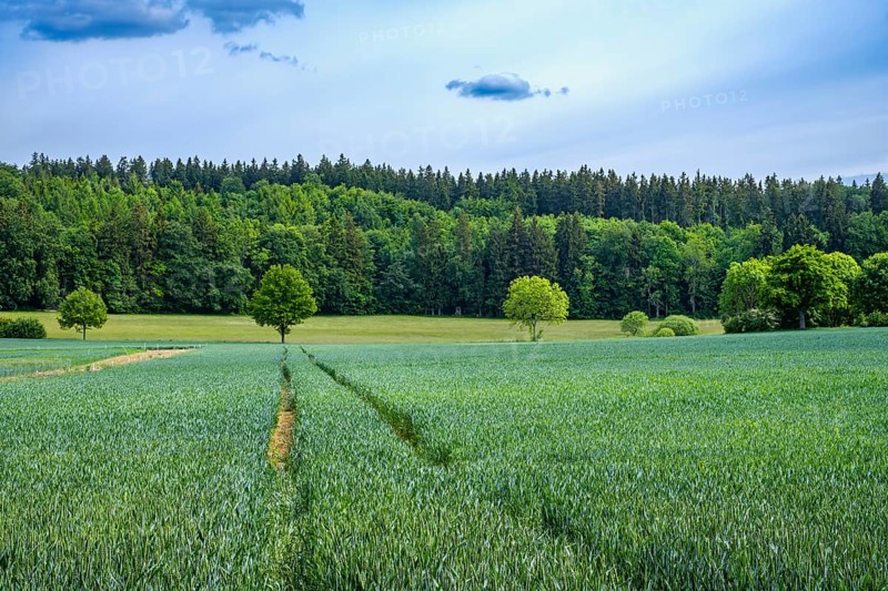 Agricultural landscape with ripening grain field on the Swabian Alb near Würtingen, St. Johann, Baden-Württemberg, Germany, Europe