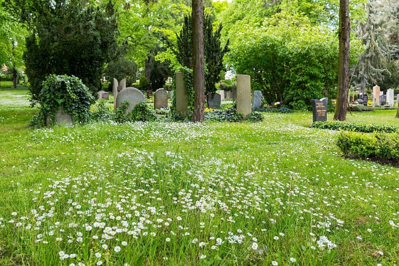 Blooming daisies (bellis perennis) between graves, Trinitatisfriedhof Riesa, Saxony, Germany, Europe