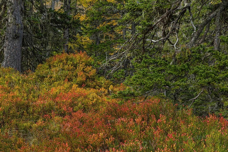 View of an autumnal virgin forest with small ponds, dead trees and heather. Hohe Tauern NP, Kolm Saigurn valley head, Rauris Valley, Austria, Europe