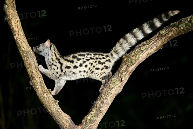 Common genet (Genetta genetta), climbing on a tree wildlife in a forest, Montseny National Park, Catalonia, Spain, Europe