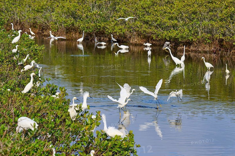 Great Egret (Egretta alba), Great White Egret (Egretta thula), group of birds gathering in a green pond with lush vegetation, Black Point Wildlife Drive, Titusville, Florida, USA, North America