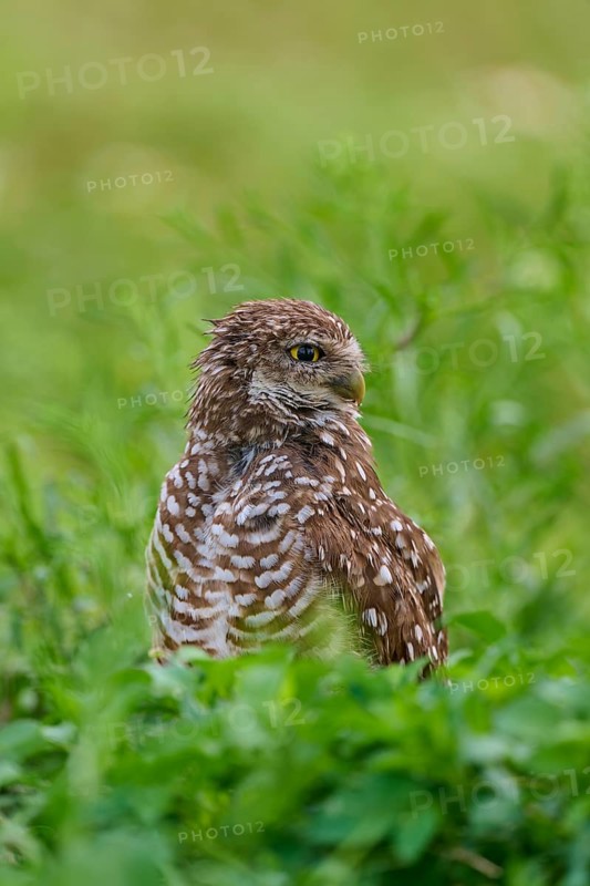 Burrowing owl (Speotyto cunicularia), sitting in a meadow, Pembroke Pines, Florida, USA, North America