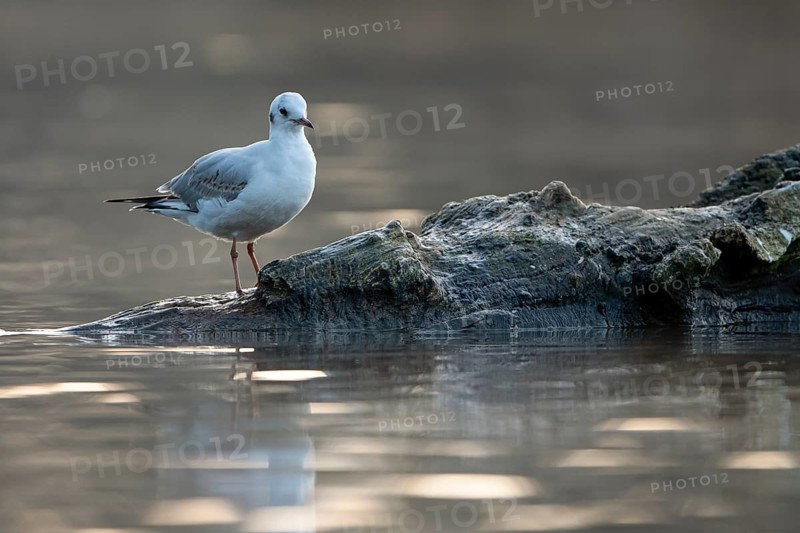 Black-headed Black-headed Gull (Chroicocephalus ridibundus), in a sable plumage, resting on a branch in the water, Heiligenhaus, North Rhine-Westphalia, Germany, Europe