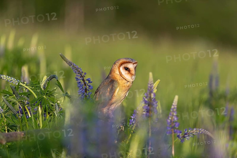 One barn owl (Tyto alba) sitting on a branch lying in a field of flowering lupines in late evening light