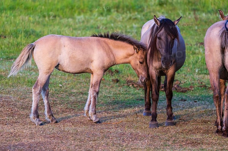 A herd of tarpans (Equus ferus) stands in a clearing in the Masuria tarpan horse reserve, belonging to the scientific station in Popielno, Masuria, North Poland