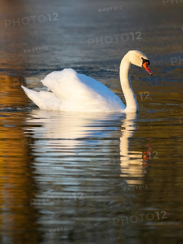 Mute Swan, (Cygnus olor), adult male, swimming on a lake, with its reflection in the water, with late evening light in winter, Hesse, Germany, Europe