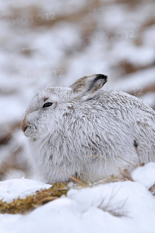 Mountain hare, alpine hare, snow hare (Lepus timidus) in white winter pelage resting in the hills in late winter, Cairngorms National Park, Scotland, United Kingdom, Europe