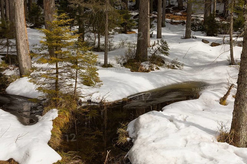 Lake Grosser Arbersee in late winter. The lake and the adjacent forest are snow covered. Germany, Bavaria, Bavarian Forest National Park
