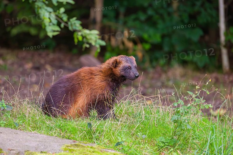 A wolverine (Gulo gulo) sits on a green meadow at a forest edge