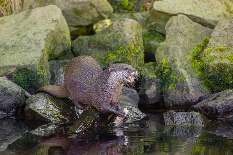 An oriental small-clawed otter or Asian small-clawed otter (Aonyx cinerea) stands on a rocky shore and eats a fish