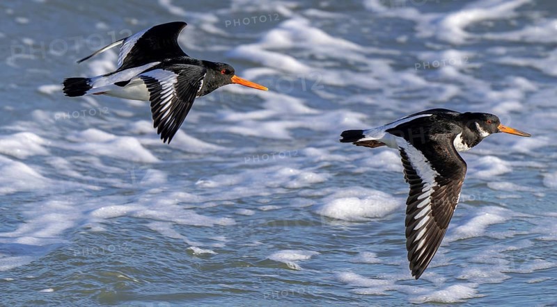 Two common pied oystercatchers, Eurasian oystercatcher (Haematopus ostralegus) flying over sea water along the North Sea coast