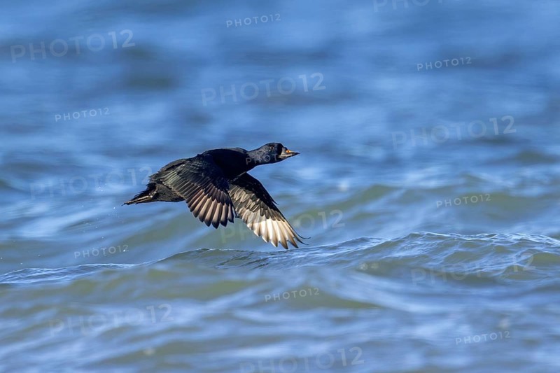 Common scoter (Melanitta nigra, Anas nigra) male, drake flying over sea water in winter