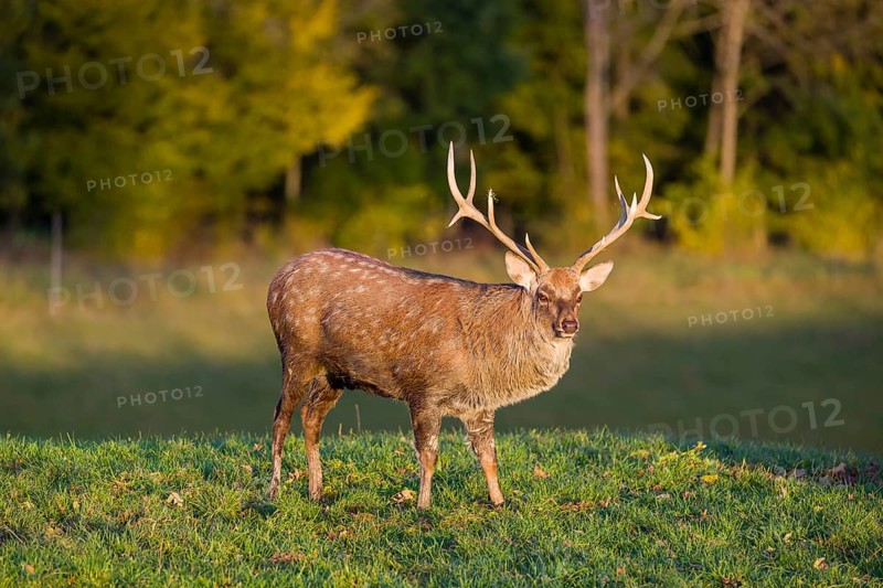 One Dybowski stag (Cervus nippon hortulorum) stands on a green meadow at sunrise
