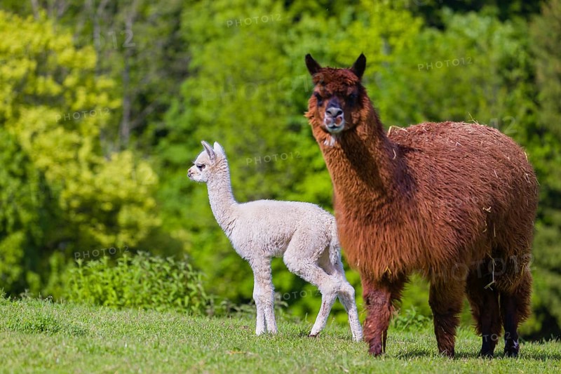One brown female Alpaca (Vicugna pacos) stands with her young on a fresh green meadow . A green forest in the distant background