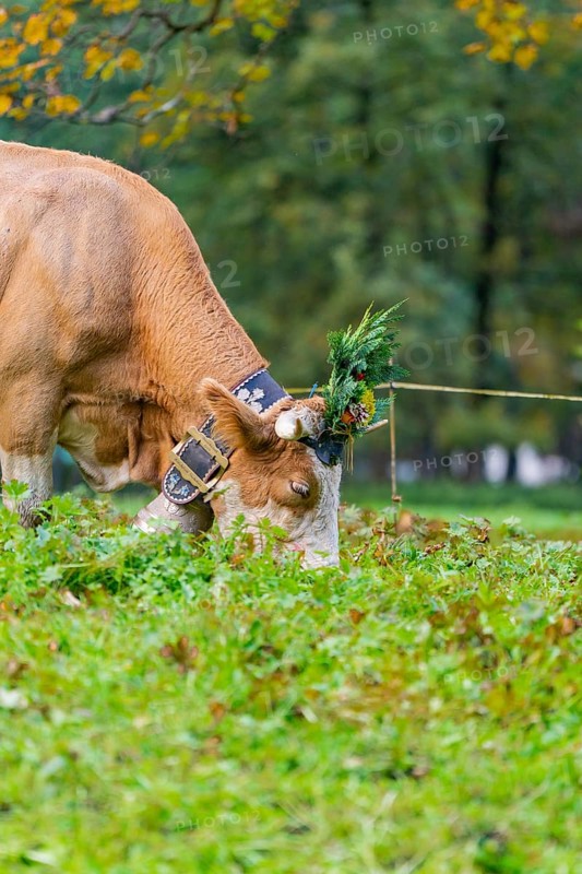 Cow with decorated horns and a large bell on a pasture, Lauterbrunnen, Switzerland, Europe