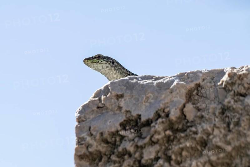 Sicilian wall lizard (Podarcis waglerianus), Sicily, Italy, Europe