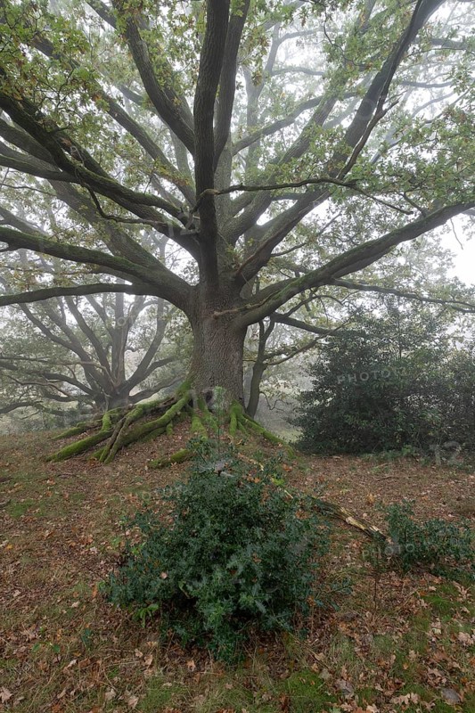 English oak (Quercus robur) and holly (Ilex aquifolius) in the fog, Emsland, Lower Saxony, Germany, Europe