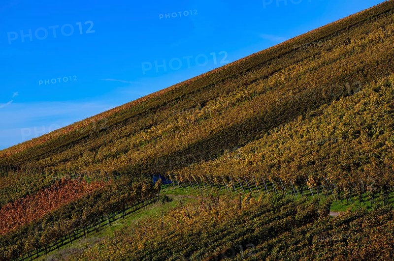 vineyard, vines, grapevines, winegrowing, autumn colouring, autumn, graphic, Strümpfelbach, Weinstadt, Baden-Württemberg, Germany, Europe