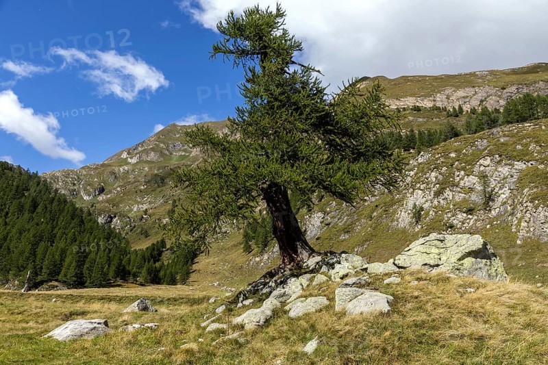 Larch (Larix), Sambuco Valley, Vale Sambuco, near Fusio, Lavizzara, rear Ticino mountains, Canton Ticino, Switzerland, Europe