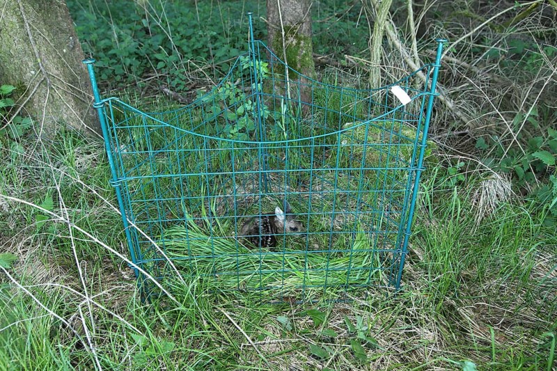 Roe deer (Capreolus capreolus) fawn a few days old recovered from the meadow in front of mowing begins, Allgäu, Bavaria, Germany Allgäu, Bavaria, Germany, Europe