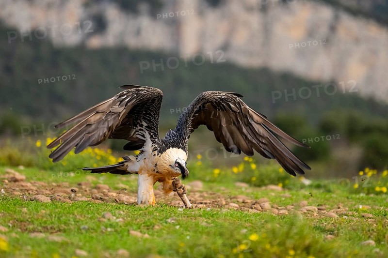 Bearded Vulture (Gypaetus barbatus) adult bird in flight with mountains in the backround, Pyrenees, Lleida, Spain, Europe
