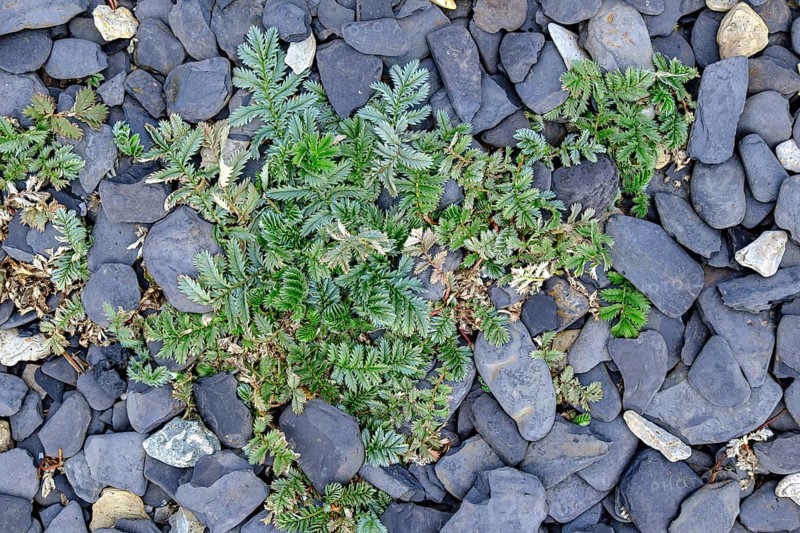 Goosegrass growing wild between stones on a stretch of beach on the coast of southern Öland near Södra Udde, Öland, Kalmar län, Sweden, Europe