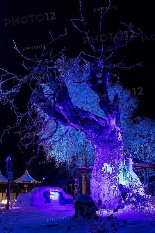 The old Bühl beech (Fagus) at night and illuminated in front of the Bühl house, Eibenstock in winter, Erzgebirge, Saxony, Germany, Europe