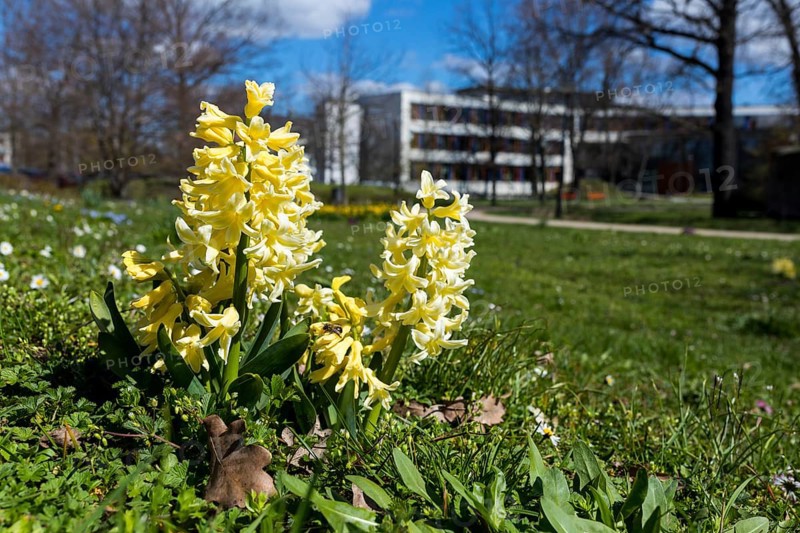 Hyacinths (Hyacinthus) blooming in the municipal park, in the background the town hall, Saxony, Germany, Europe