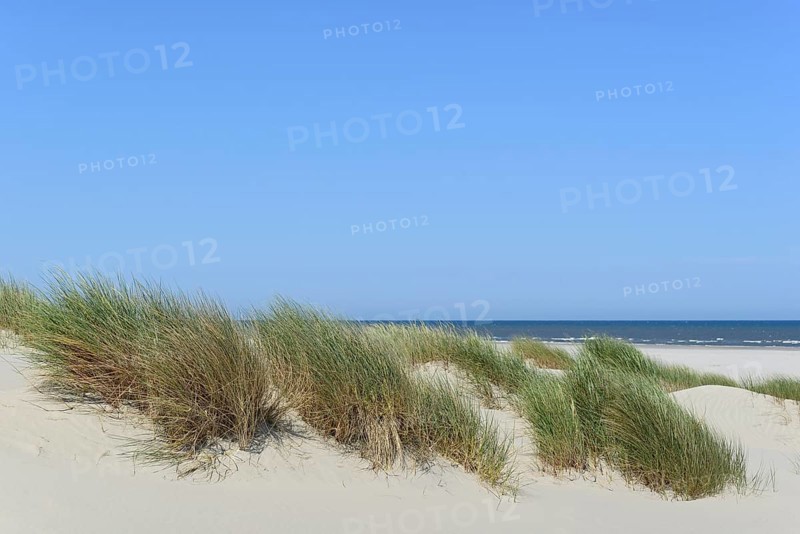 High dune with marram grass (Ammophila arenaria), blue sky, North Sea, Juist, East Frisian Islands, Lower Saxony, Germany, Europe