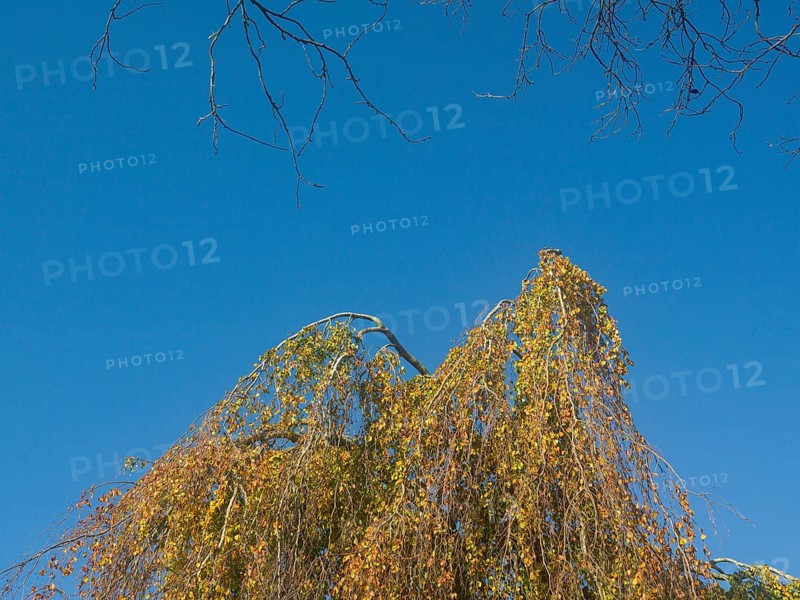 Autumn leaves, autumn colours, leaf colouring, autumn leaf colouring, autumn, East Frisia, Lower Saxony, Germany, Europe