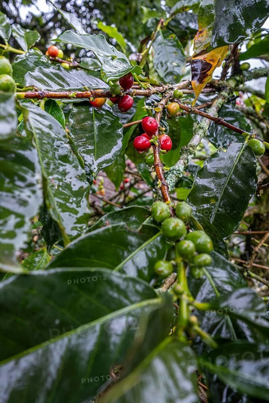 Coffea arabica fruit, Cocora Valley, Salento, Quindio, Colombia, South America