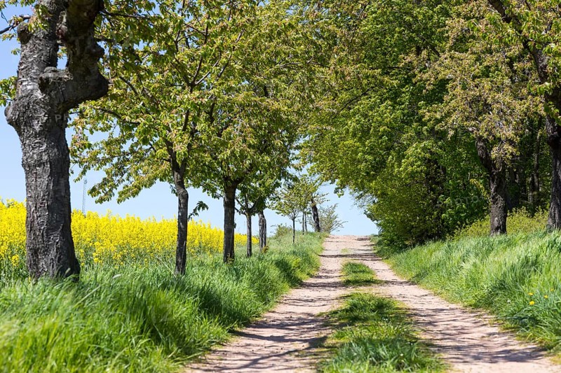 Fruit tree avenue near Maxen, Müglitztal, Saxony, Germany, Europe