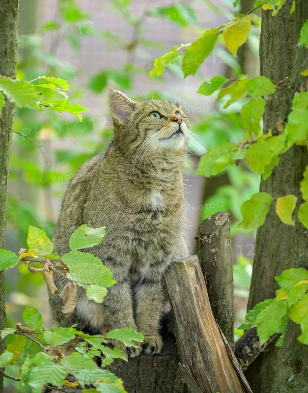 European wildcat or forest cat (Felis silvestris) in the wildcat enclosure at the Thayatal National Park House, Hardegg, Lower Austria, Austria, Europe