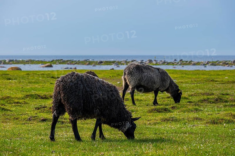 Sheep grazing freely on a shore meadow on the southern tip of the island of Öland, Kalmar län, Sweden, Europe