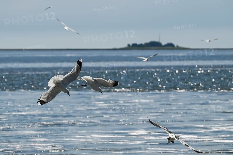 Seagulls in flight, in the background Hallig Hooge, North Frisia, Schleswig-Holstein, Germany, Europe