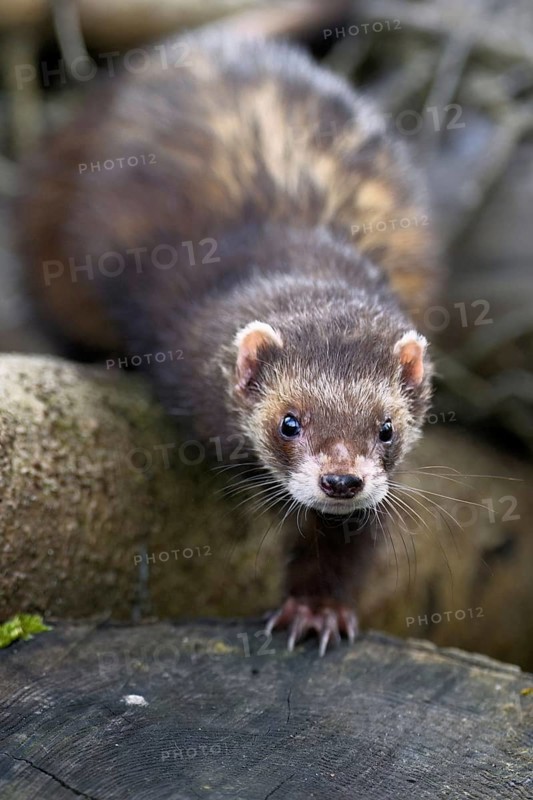 European polecat (Mustela putorius) also known as ferret, sitting on woodpile, captive, Switzerland, Europe