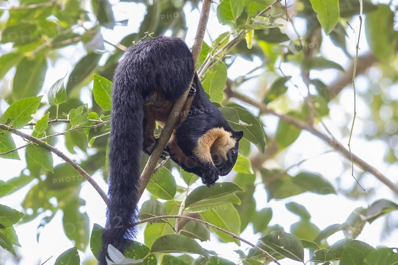 Black giant squirrel (Ratufa bicolor), Kaeng Krachan National Park, Phetchaburi Province, Thailand, Asia