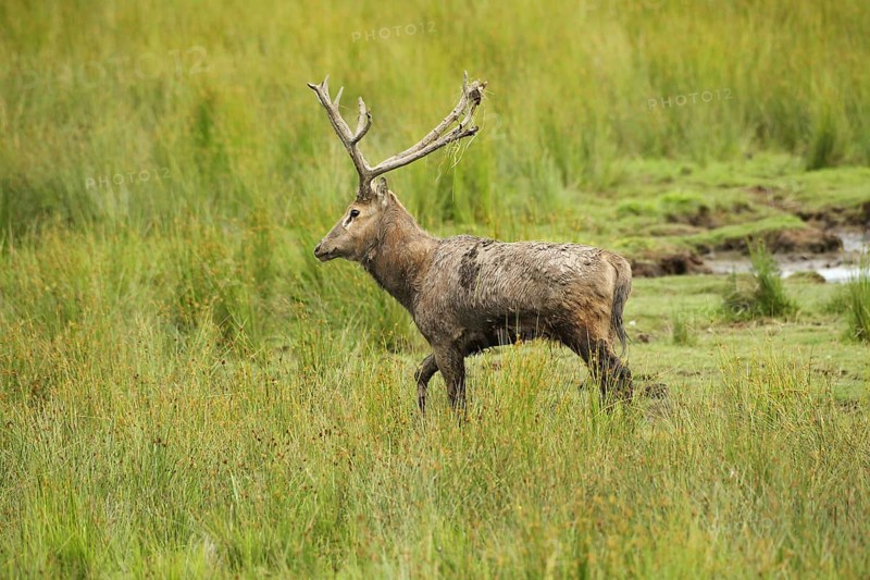 David's deer (Elaphurus davidianus) running along the shore of a lake, southern Sweden, Sweden, Scandinavia, southern Sweden, Sweden, Europe