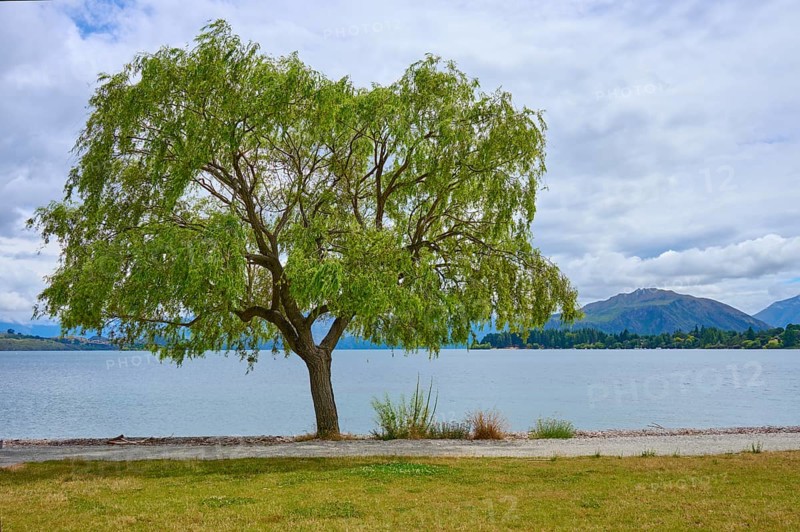 A single tree on the lakeshore with mountains in the background on a cloudy day, summer, Lake Wanaka, Wanaka, Otago, South Island, New Zealand, Oceania