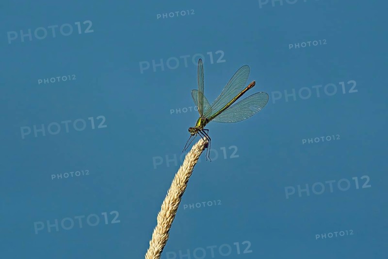 Banded demoiselle (Calopteryx splendens), female approaching a blade of grass, Switzerland, Europe