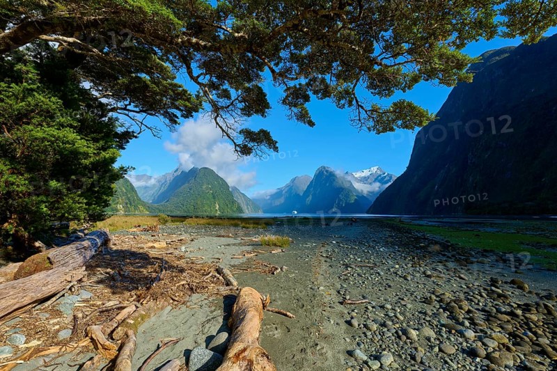 Panorama with trees and logs against a backdrop of mountains and clouds, summer, Milford Sound, Te Anau, Fiordland National Park, South Island, New Zealand, Oceania
