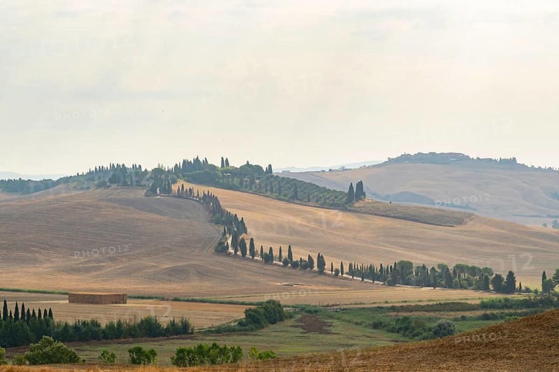 Typical Tuscan landscape in Crete Senesi with hills, trees, fields, cypresses and farm road in summer, Tuscany, Italy, Europe