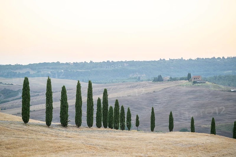 Typical Tuscan landscape in Val d'Orcia with hills, trees, fields, cypresses in autumn, Tuscany, Italy, Europe