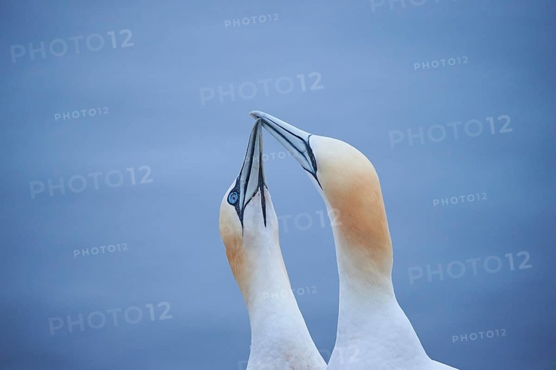 Northern gannet (Morus bassanus) couple greeting each other with their beaks, portrait, wildlife, Helgoland, Germany, Europe