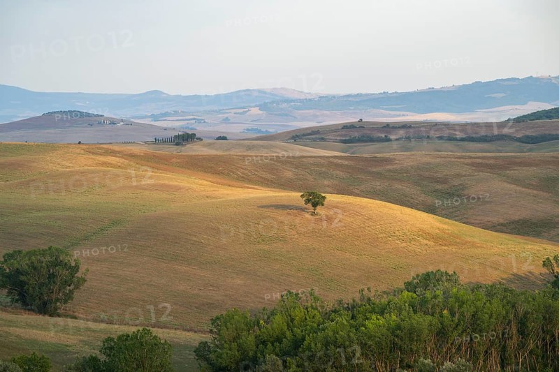 Typical Tuscan landscape in Val d'Orcia with hills, trees, fields, farmhouses and cypresses in summer, Tuscany, Italy, Europe