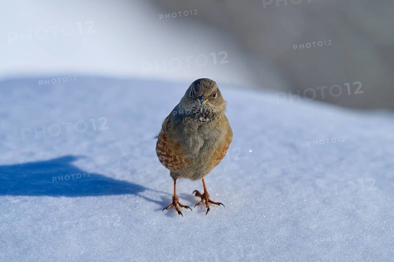 Alpine Accentor (Prunella collaris), standing on snow-covered ground, surrounded by clear sky and winter atmosphere, Gemmi Pass, Leukerbad, Leuk, Valais, Switzerland, Europe